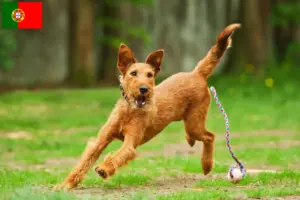 Lees meer over het artikel Ierse Terriër fokkers en puppies in Portugal