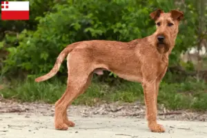 Lees meer over het artikel Ierse Terrier fokkers en pups in Utrecht
