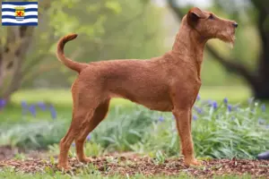 Lees meer over het artikel Ierse Terrier fokkers en pups in Zeeland