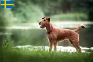 Lees meer over het artikel Ierse Terrier fokkers en pups in Zweden