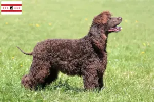 Lees meer over het artikel Ierse Water Spaniel fokkers en pups in Drenthe