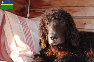 Lees meer over het artikel Ierse Water Spaniel fokkers en pups in Flevoland