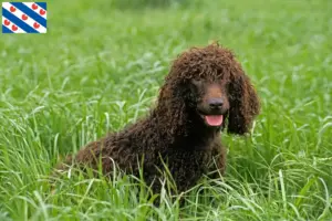 Lees meer over het artikel Ierse Water Spaniel fokkers en pups in Friesland