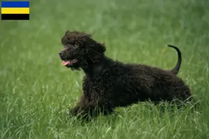 Lees meer over het artikel Ierse Water Spaniel fokkers en pups in Gelderland