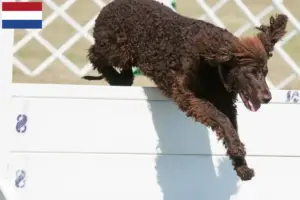 Lees meer over het artikel Ierse Water Spaniel fokkers en pups in Nederland