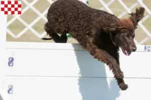 Lees meer over het artikel Ierse Water Spaniel fokkers en pups in Noord-Brabant