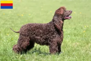 Lees meer over het artikel Ierse Water Spaniel fokkers en pups in Noord-Holland