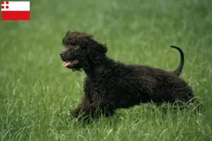 Lees meer over het artikel Ierse Water Spaniel fokkers en pups in Utrecht