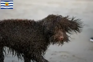 Lees meer over het artikel Ierse Water Spaniel fokkers en pups in Zeeland