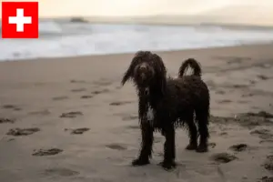Lees meer over het artikel Ierse Water Spaniel fokkers en pups in Zwitserland