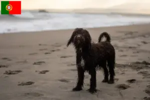 Lees meer over het artikel Ierse Water Spaniel fokkers en pups in Portugal