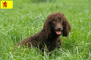 Lees meer over het artikel Ierse Water Spaniel fokkers en pups in Zuid-Holland