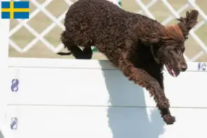 Lees meer over het artikel Ierse Water Spaniel fokkers en pups in Zweden