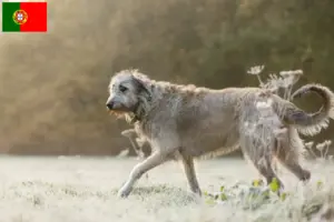 Lees meer over het artikel Ierse wolfshonden fokkers en pups in Portugal