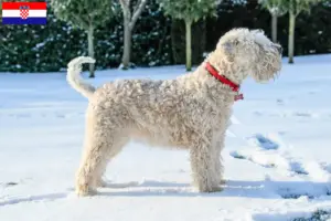 Lees meer over het artikel Ierse Soft Coated Wheaten Terrier fokkers en puppies in Kroatië