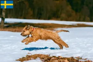 Lees meer over het artikel Ierse Soft Coated Wheaten Terrier fokkers en puppies in Zweden