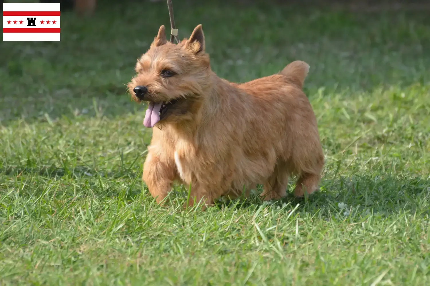 Irish Glen of Imaal Terrier puppy's en fokkers Drenthe Vind hier Irish Glen van Imaal Terrier fokkers in Drenthe.