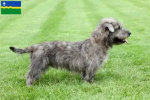 Lees meer over het artikel Irish Glen of Imaal Terrier fokkers en puppies in Flevoland