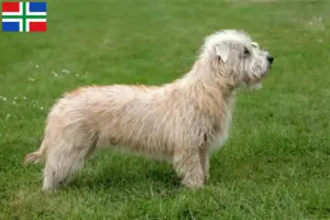 Lees meer over het artikel Irish Glen of Imaal Terrier fokkers en puppies in Groningen