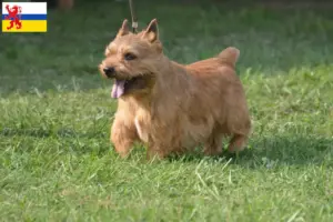 Lees meer over het artikel Irish Glen of Imaal Terrier fokkers en puppies in Limburg