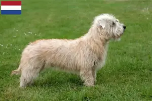 Lees meer over het artikel Irish Glen of Imaal Terrier fokkers en puppies in Nederland
