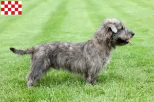 Lees meer over het artikel Irish Glen of Imaal Terrier fokkers en puppies in Noord-Brabant