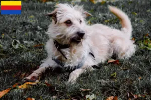 Lees meer over het artikel Irish Glen of Imaal Terrier fokkers en puppies in Noord-Holland