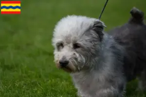 Lees meer over het artikel Irish Glen of Imaal Terrier fokkers en pups in Overijssel