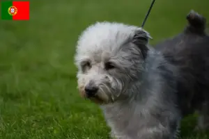 Lees meer over het artikel Irish Glen of Imaal Terrier fokkers en puppies in Portugal