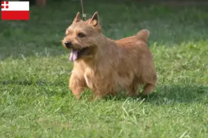 Lees meer over het artikel Irish Glen of Imaal Terrier fokkers en puppies in Utrecht