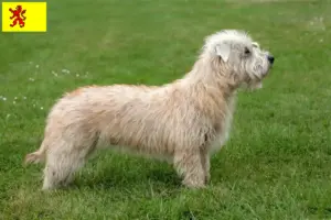 Lees meer over het artikel Irish Glen of Imaal Terrier fokkers en puppies in Zuid-Holland