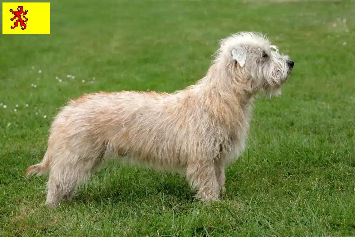 Lees meer over het artikel Irish Glen of Imaal Terrier fokkers en puppies in Zuid-Holland