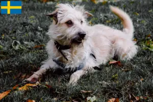 Lees meer over het artikel Irish Glen of Imaal Terrier fokkers en puppies in Zweden