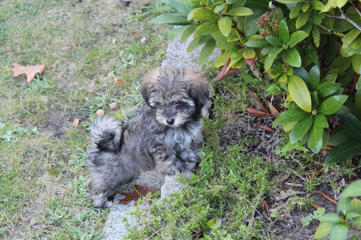 Een Irish Glen of Imaal Terrier puppy kopen betekent verantwoordelijkheid nemen! Ierse Glen of Imaal Terrier puppy kopen.