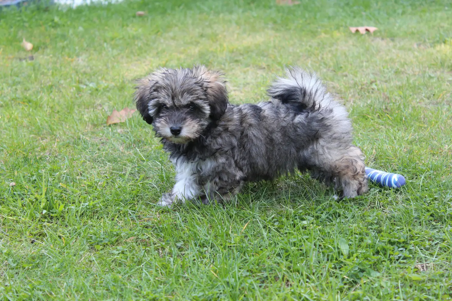 Een Irish Glen of Imaal Terrier puppy kopen betekent verantwoordelijkheid nemen! Ierse Glen of Imaal Terrier puppy kopen.