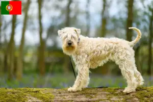 Lees meer over het artikel Ierse Soft Coated Wheaten Terrier fokkers en puppies in Portugal