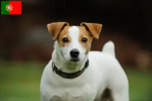 Lees meer over het artikel Jack Russell fokkers en puppy’s in Portugal
