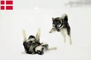 Lees meer over het artikel Jämthund fokkers en pups in Denemarken