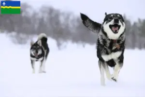 Lees meer over het artikel Jämthund fokkers en pups in Flevoland