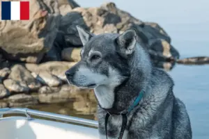 Lees meer over het artikel Jämthund fokkers en pups in Frankrijk