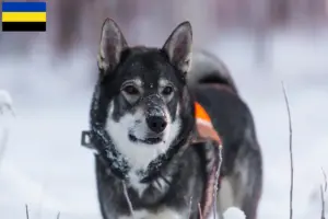 Lees meer over het artikel Jämthund fokkers en pups in Gelderland