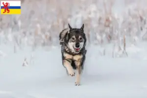 Lees meer over het artikel Jämthund fokkers en pups in Limburg