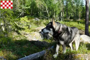 Lees meer over het artikel Jämthund fokkers en pups in Noord-Brabant
