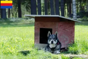 Lees meer over het artikel Jämthund fokkers en pups in Noord-Holland