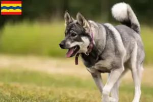 Lees meer over het artikel Jämthund fokkers en pups in Overijssel