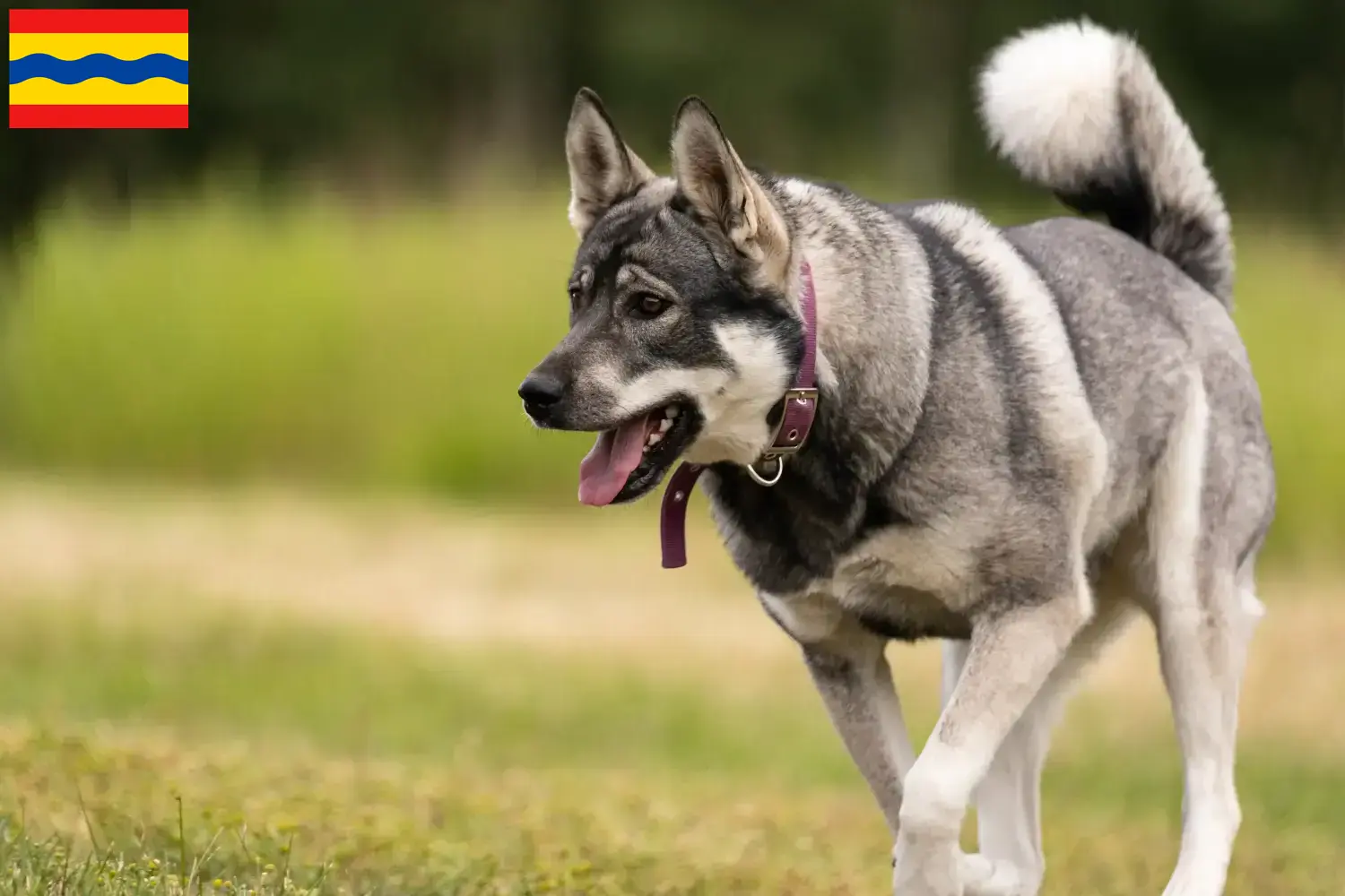 Lees meer over het artikel Jämthund fokkers en pups in Overijssel