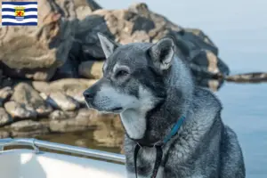Lees meer over het artikel Jämthund fokkers en pups in Zeeland
