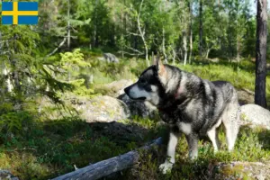 Lees meer over het artikel Jämthund fokkers en pups in Zweden