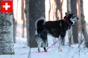 Lees meer over het artikel Jämthund fokkers en pups in Zwitserland