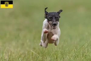 Lees meer over het artikel Japanse Terrier fokkers en pups in Baden-Württemberg